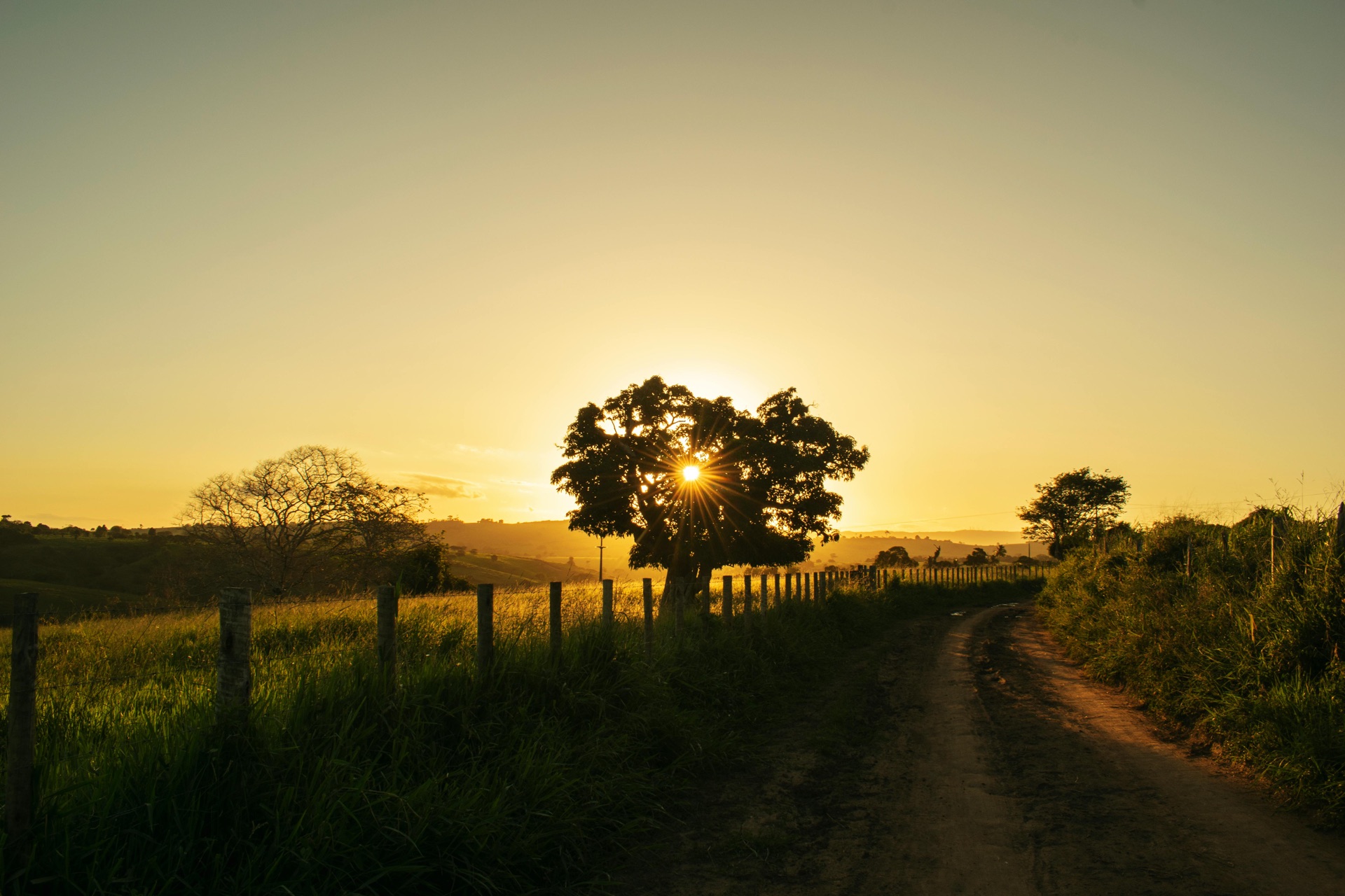 A dirt road at sunset, a single tree silhouetted against the golden horizon